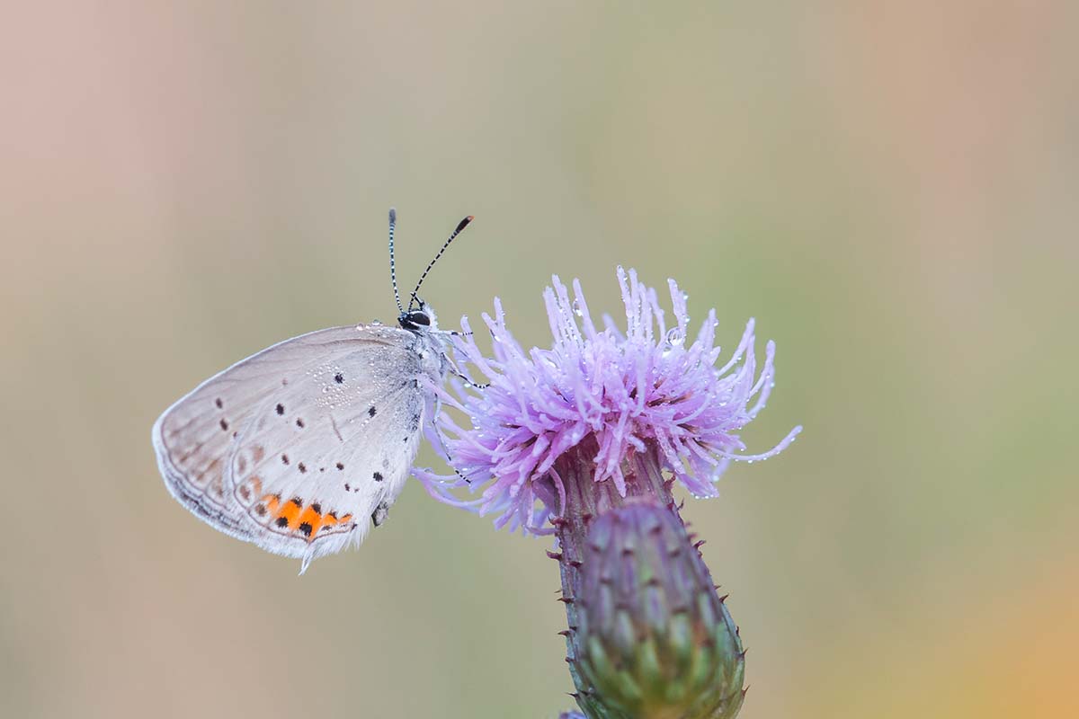 Papillon butinant une fleur